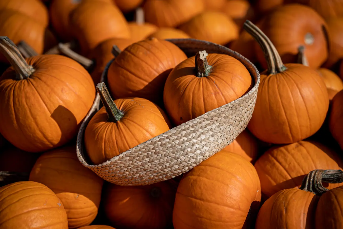 Jak Przyrz dzi Dyni Aby Zachwyca a Smakiem Sprawdzone Rady Jak Przyrz dzi Dyni Aby Zachwyca a Smakiem Sprawdzone Rady